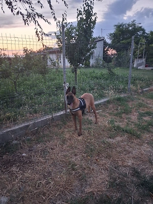 femela malinois