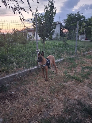 femela malinois - imagine 3