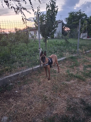 femela malinois - imagine 2