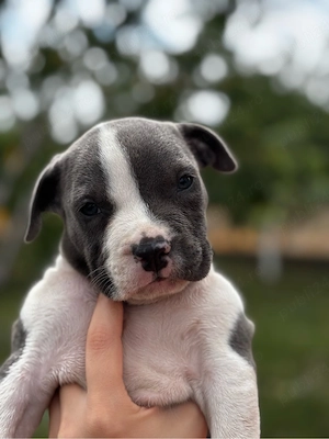 American bully XL Mascul cu pedigree - imagine 4