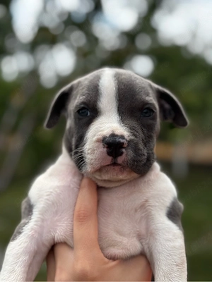 American bully XL Mascul cu pedigree - imagine 2