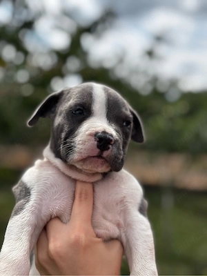 American bully XL Mascul cu pedigree - imagine 3