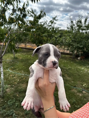 American bully XL Mascul cu pedigree - imagine 5