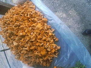 Gălbiori culese ieri 