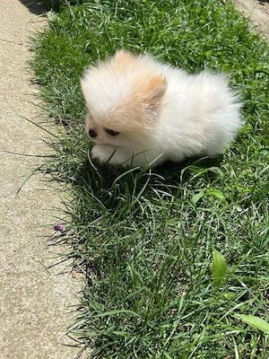 Pomeranian Toy - imagine 3