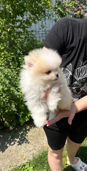 Pomeranian Toy - imagine 2