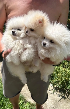 Pomeranian Toy - imagine 5