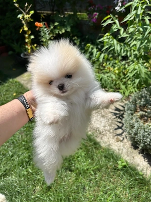 Pomeranian Toy - imagine 4