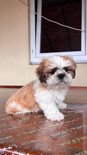 Căței shih tzu - imagine 3