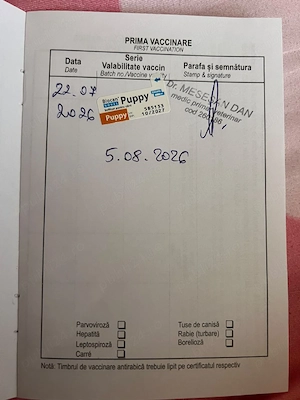 Bichon Maltese  - imagine 4