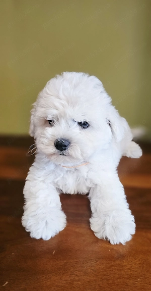 Pui bichon frisé cu pedigree AChR, din părinți cu rezultate excelente în competiții canine  - imagine 3
