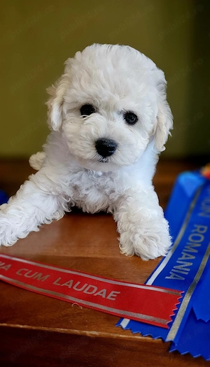 Pui bichon frisé cu pedigree AChR, din părinți cu rezultate excelente în competiții canine  - imagine 2