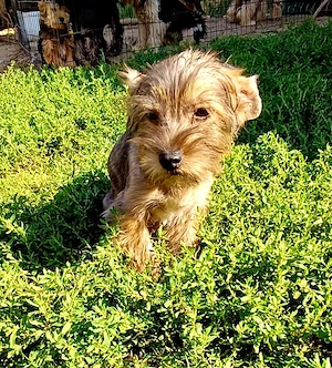 Yorkshire terrier Băiețel 
