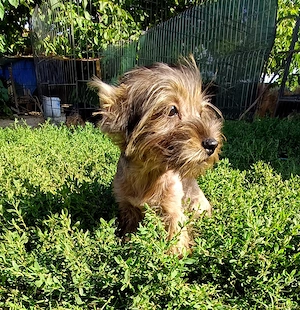 Yorkshire terrier Băiețel 