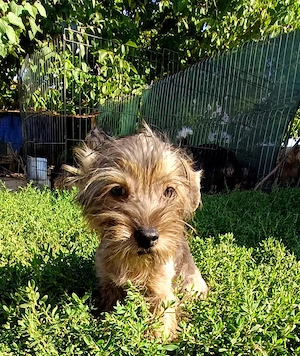 Yorkshire terrier Băiețel  - imagine 3