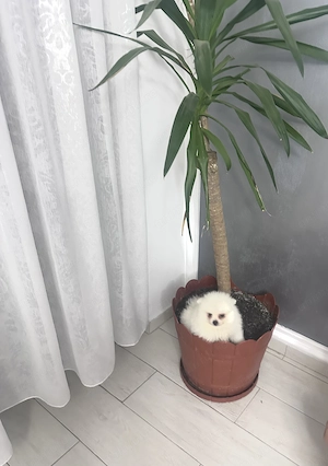 Pomeranian baietel