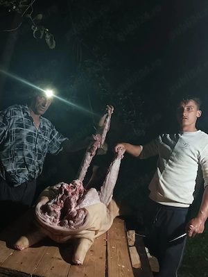 Porci făcuți Carcasă CRESCUȚI BIO  - imagine 3