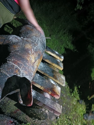 Porci făcuți Carcasă CRESCUȚI BIO  - imagine 5