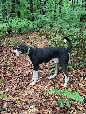 Câine de vanatoare copoi ardelenesc (gascon) 