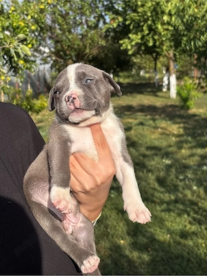American Bully XL Femela pedigree - imagine 3