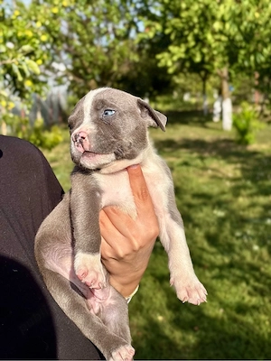 American Bully XL Femela pedigree