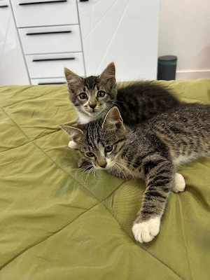 Dau spre adopție - imagine 3