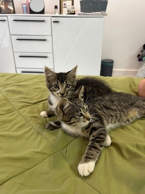 Dau spre adopție - imagine 2