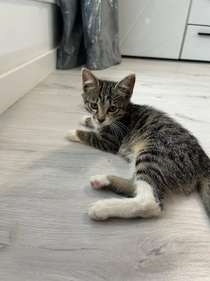 Dau spre adopție - imagine 4