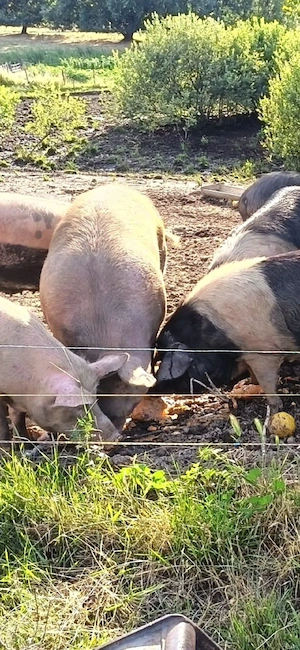vând porci