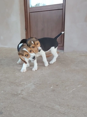 Beagle tricolori - imagine 3