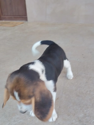 Beagle tricolori - imagine 2