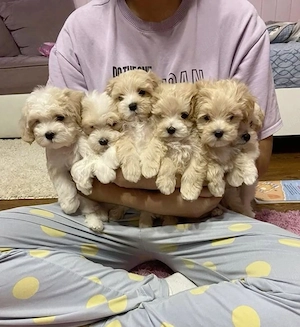 Puiuti Maltipoo superbi