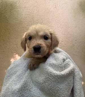 Puiuți de Golden Retriever își caută familii iubitoare - imagine 3