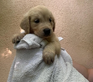 Puiuți de Golden Retriever își caută familii iubitoare - imagine 2