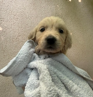 Puiuți de Golden Retriever își caută familii iubitoare