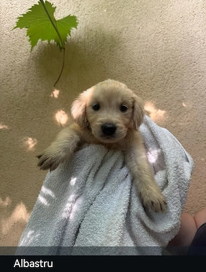 Puiuți de Golden Retriever își caută familii iubitoare - imagine 4
