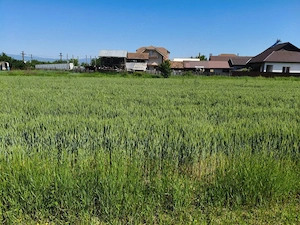 Teren 10.294 mp de vânzare Târgu Jiu | Intravilan + Extravilan | Utilități - imagine 5