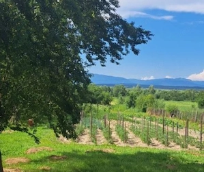 Proprietate cu potențial turistic și agricol | 7.661 mp|Șomanești-GORJ