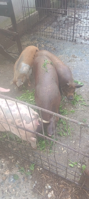 Vind porci - imagine 3