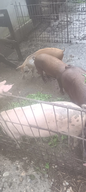 Vind porci - imagine 2