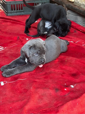 Vand pui canecorso blue ,tigrati si negrii  - imagine 5