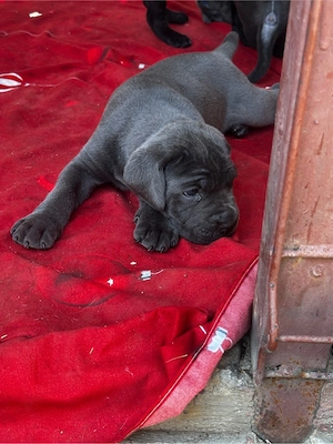 Vand pui canecorso blue ,tigrati si negrii  - imagine 4