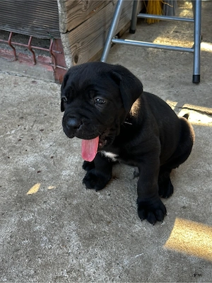 Vand pui canecorso blue ,tigrati si negrii  - imagine 2