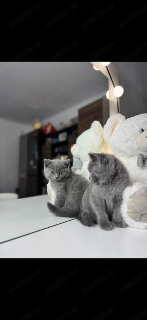 pisici British Shorthair - imagine 4
