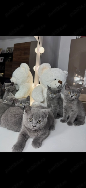 pisici British Shorthair - imagine 2