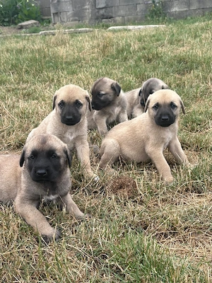 Vand pui de kangal  - imagine 5