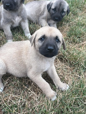 Vand pui de kangal  - imagine 3