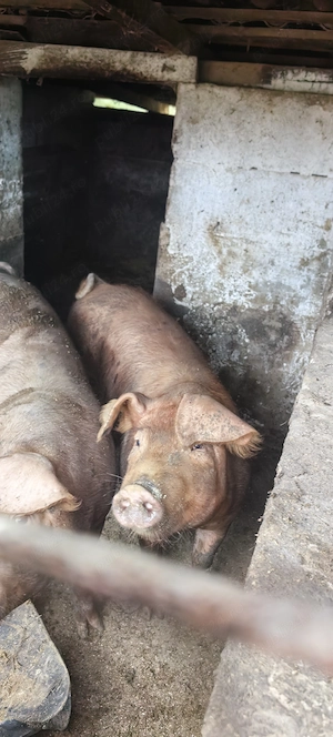 Vând porci duroc 120 150kg