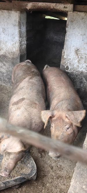 Vând porci duroc 120 150kg - imagine 2