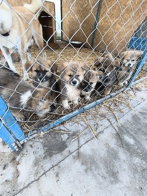 Catei Akita Inu - imagine 4
